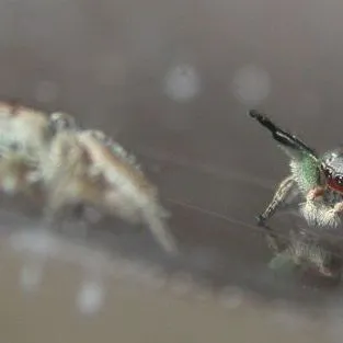 thumbnail for publication: Habronattus Jumping Spiders Habronattus (Pickard-Cambridge, 1901) (Arachnida: Araneae: Salticidae)